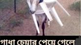 গাধা চেয়ার পেয়ে গেলে যা হয়