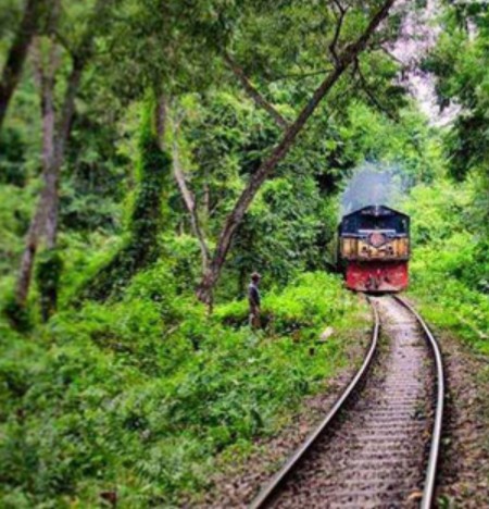 বেদখল সংরক্ষিত বনভূমি উদ্ধারে মাঠে নামছে সরকার