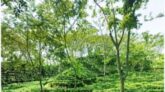 শ্রীমঙ্গলে উপজেলার সামগ্রিক উন্নয়ন সংক্রান্ত বিষয়ে মতবিনিময়সভা কাল  