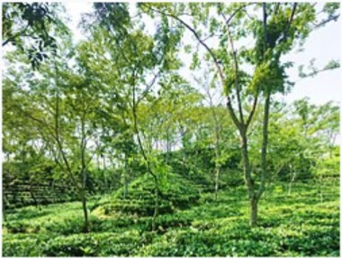 শ্রীমঙ্গলে উপজেলার সামগ্রিক উন্নয়ন সংক্রান্ত বিষয়ে মতবিনিময়সভা কাল  