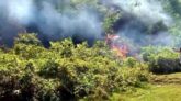 হঠাৎ আগুনে লাউয়াছড়া বন পুড়লো টানা ৩ ঘন্টা, ওয়ার্কার্স পার্টিসহ পরিবেশবাদীদের উদ্বেগ