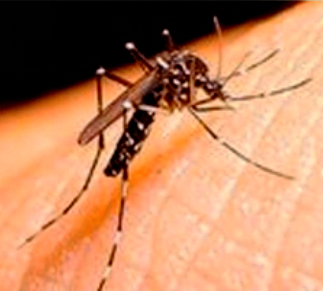 করোনার মাঝেই ডেঙ্গুর প্রাদুর্ভাব