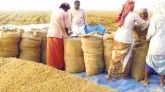 কৃষকের কাছ থেকে ২৭ টাকা কেজি দরে ধান সংগ্রহ শুরু