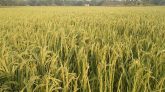 বোরো ধানের বাম্পার ফলন : কৃষকের মুখে হাসি