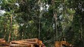 ২০২১ সালে ব্রাজিলের আমাজন বনে প্রতি সেকেন্ডে ১৮টি গাছ নিধন করা হয়েছে : প্রতিবেদন
