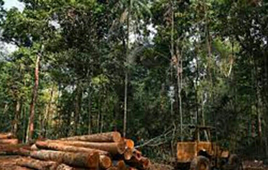 ২০২১ সালে ব্রাজিলের আমাজন বনে প্রতি সেকেন্ডে ১৮টি গাছ নিধন করা হয়েছে : প্রতিবেদন