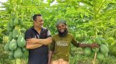 লাল তীরের বাবু পেঁপে চাষে চমক শ্রীমঙ্গলের কৃষক আসাদুল রহমানের