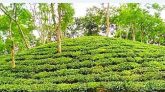 চা শিল্প : চলমান সংকট ও কিছু কথা