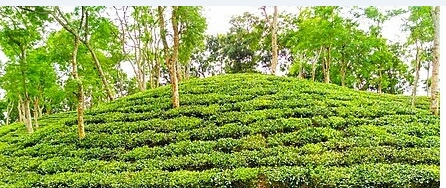 চা শিল্প : চলমান সংকট ও কিছু কথা