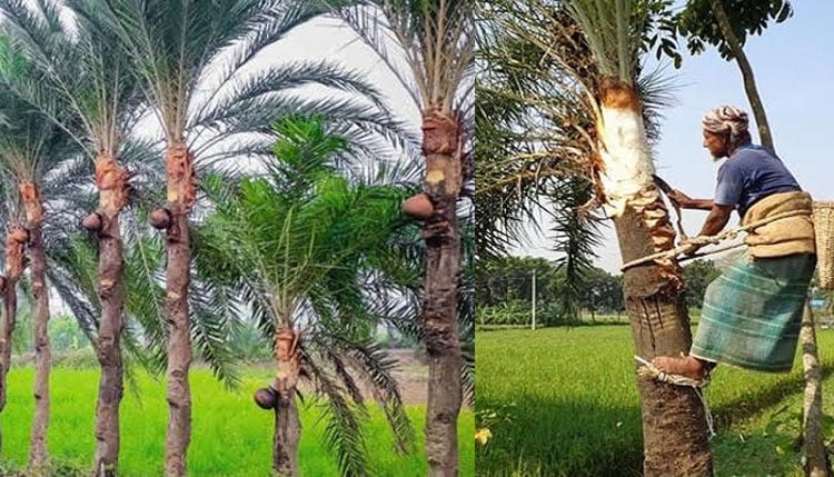 খেজুরের খাঁঁটি রস ও গুড়ের ঐতিহ্য রক্ষার্থে গাছিদের শপথবাক্য পাঠ