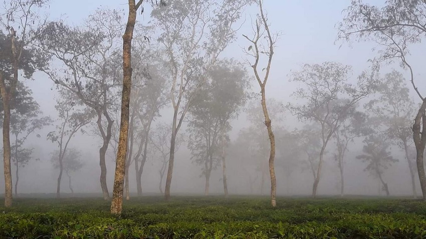 শ্রীমঙ্গলে দেশের সর্বনিম্ন তাপমাত্রা ৮.৫ ডিগ্রি সেলসিয়াস