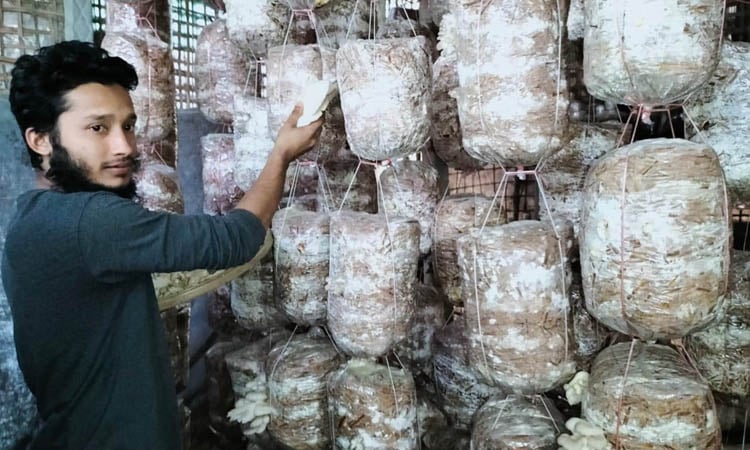 মাশরুম চাষ করে লাভবান হয়েছেন তরুণ উদ্যোক্তা উজ্জল মিয়া