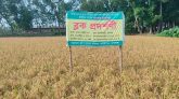 সমলয় চাষাবাদে ধানের উৎপাদন খরচ বিঘায় ১২ হাজার টাকা সাশ্রয়