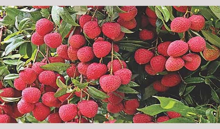 ৪০০ টন লিচু উৎপাদনের আশা