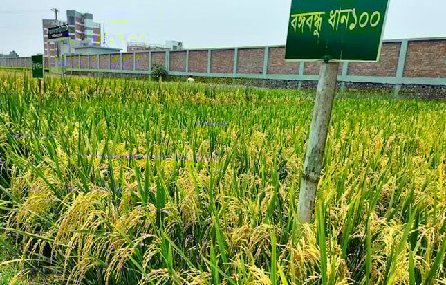 পরীক্ষামূলকভাবে নতুন-নতুন জাতের ধান চাষ করে সফলতা পাচ্ছেন কৃষকরা
