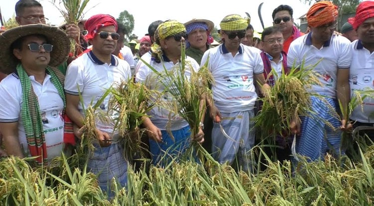 কৃষকের ধান কেটে দিচ্ছে স্বেচ্ছাসেবকলীগ