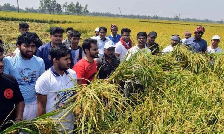 কৃষকের ধান কেটে ঘরে পৌঁছে দিচ্ছেন ছাত্রলীগের নেতাকর্মীরা