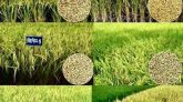 ১১৫ দিনেই কাটা যাবে বিনা-২৩ ধান