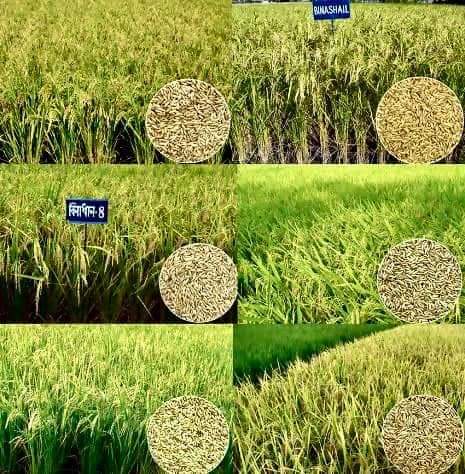 ১১৫ দিনেই কাটা যাবে বিনা-২৩ ধান