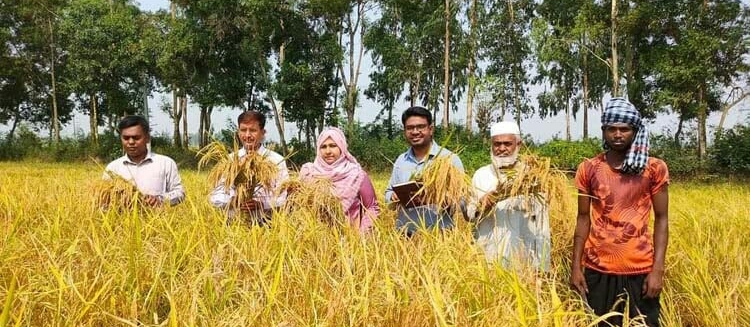 নতুন উদ্ভাবিত বিনা-২৫ ধানের অভিষেক