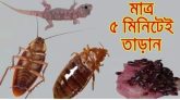 ৫ মিনিটে দূর করুন তেলাপোকা, ছারপোকা ও টিকটিকি