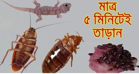 ৫ মিনিটে দূর করুন তেলাপোকা, ছারপোকা ও টিকটিকি