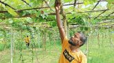ইউটিউব দেখে বাণিজ্যিকভাবে আঙ্গুর চাষ করলেন আনোয়ার