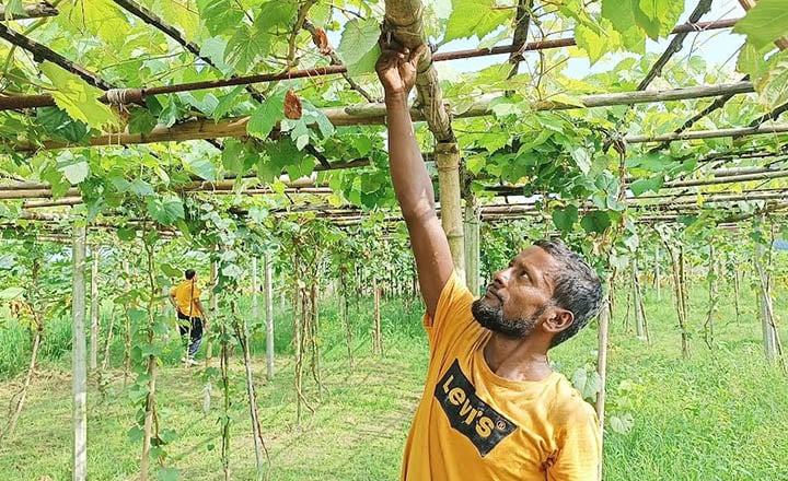 ইউটিউব দেখে বাণিজ্যিকভাবে আঙ্গুর চাষ করলেন আনোয়ার