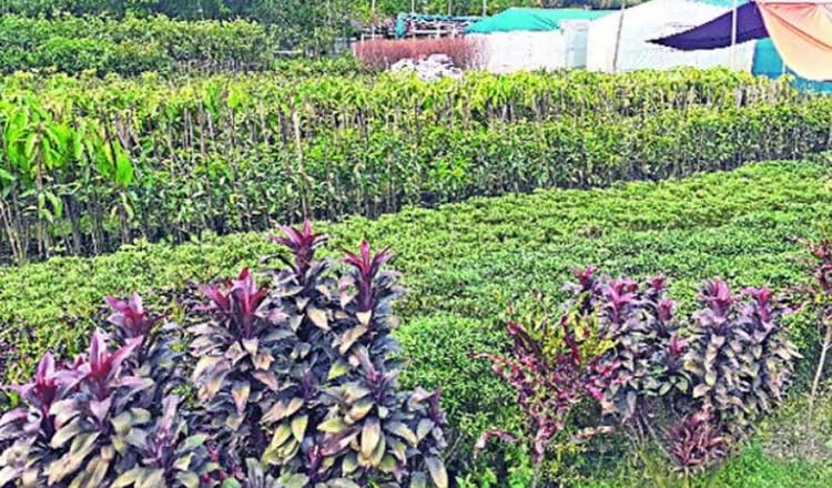 নার্সারি খাতে সম্ভাবনা : গাছের চারা রপ্তানি হচ্ছে মধ্যপ্রাচ্যে