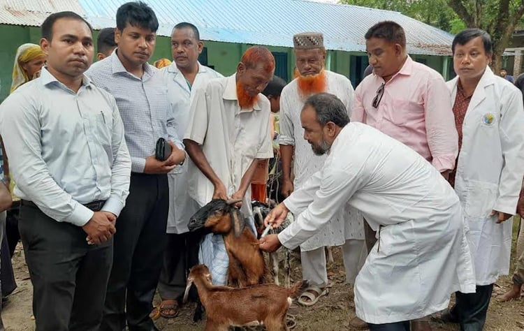 ছাগল ও ভেড়ার পিপিআর রোগ মুক্তকরণ কর্মসূচি