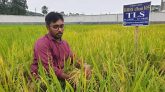 উদ্ভাবিত ব্রি ধান-১০৫ ডায়াবেটিস রোগীদের জন্য নিরাপদ