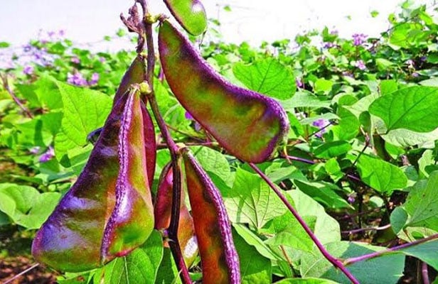 আগাম জাতের রূপবান শিম এখন বাজারে: কৃষকের মুখে রাঙা হাঁসি