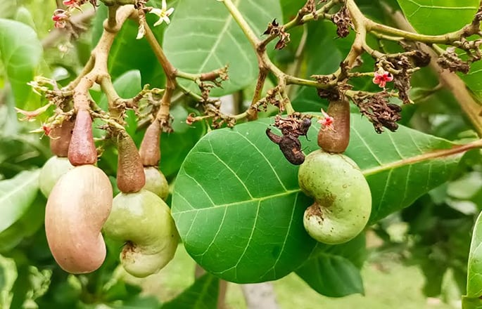 পরীক্ষামূলকভাবে উচ্চমূল্যের কাজু বাদামের চাষ হচ্ছে