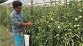 বারোমাসি টমেটো চাষে শাওনের স্বপ্নযাত্রা