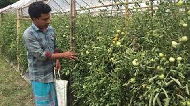 বারোমাসি টমেটো চাষে শাওনের স্বপ্নযাত্রা
