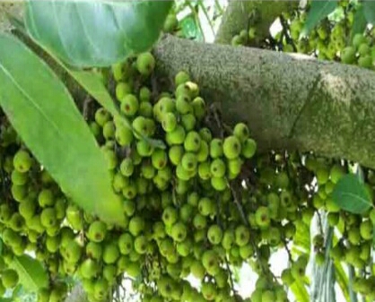 সবচেয়ে শক্তিশালী ফল ডুমুর