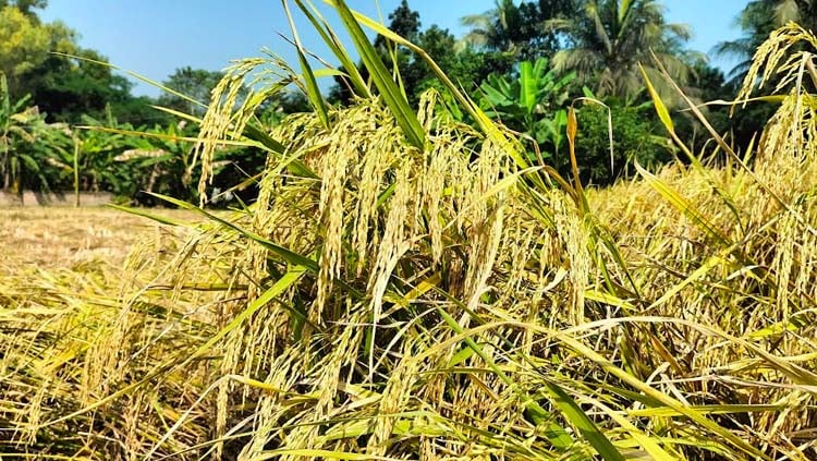 আমনে নতুন আলো ব্রি ধান ১০৩