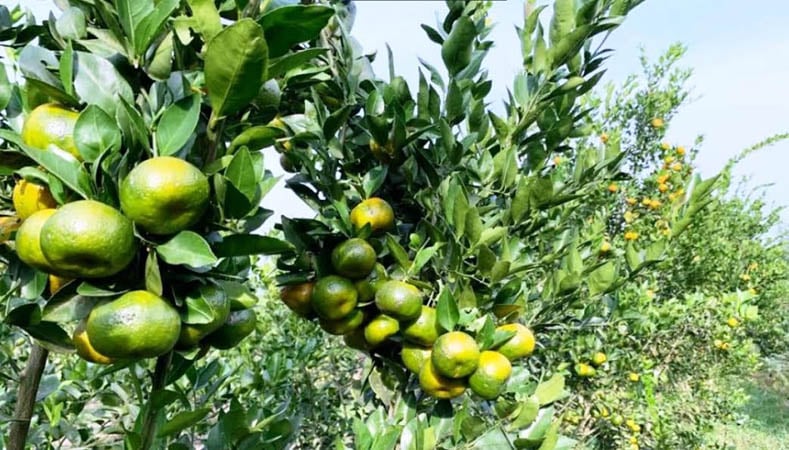 আট হেক্টর জমিতে কমলা চাষ, বাগান থেকে কমলা কিনছে মানুষ