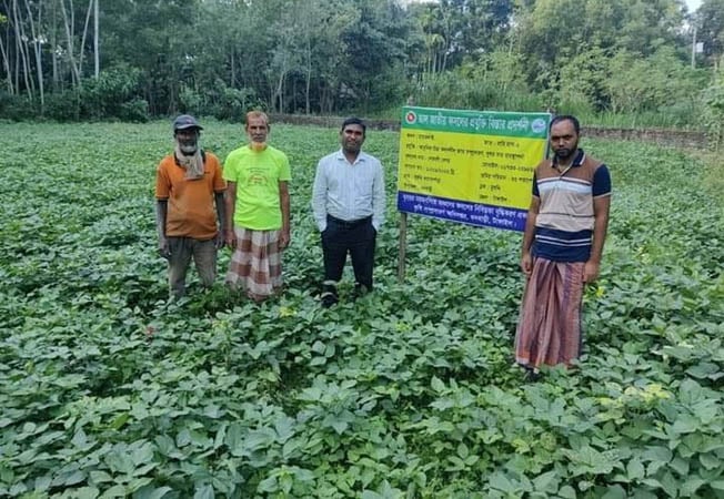 গ্রামীণ জনপদে মাসকলাই চাষ