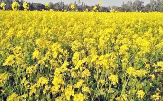 দিগন্তজুড়ে সরিষা ফুলের চোখজুড়ানো দৃশ্য