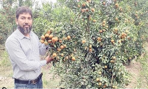 কমলা চাষে প্রভাষক সেলিম রেজার সাফল্য