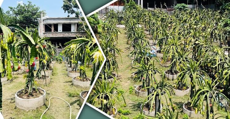 জনপ্রিয় হয়ে উঠছে সৌখিন ও বাণিজ্যিক ড্রাগন ফল চাষ