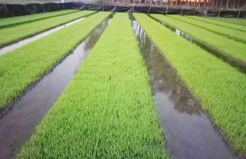 ১৫০ একর জমিতে আধুনিক সমলয় পদ্ধতিতে বোরো আবাদ