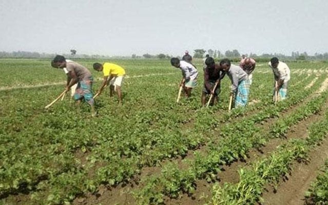 কৃষি ও শিল্প সেক্টরে বহুমুখী কাজ : নব উদ্যোমে শ্রমজীবীরা মাঠে নেমেছেন