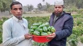 ক্যাপসিকাম আবাদে আব্দুস ছালামের সাফল্য