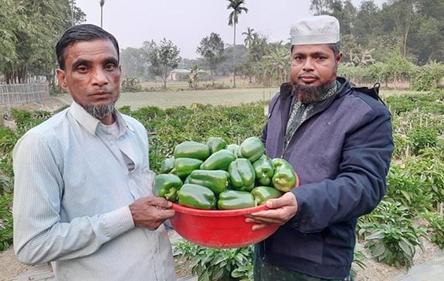 ক্যাপসিকাম আবাদে আব্দুস ছালামের সাফল্য