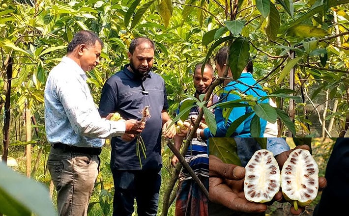 বাণিজ্যিকভাবে ননী ফল চাষে সাড়া ফেলেছেন উদ্যোক্তা রবিউল