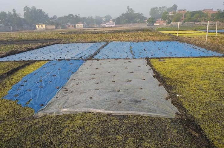 বোরো বীজতলা পলিথিন দিয়ে ঢেকে রাখার পরামর্শ