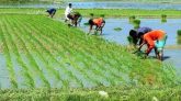 শীত ও কুয়াশা উপেক্ষা করে ইরি বোরো রোপণে ব্যস্ত কৃষকেরা