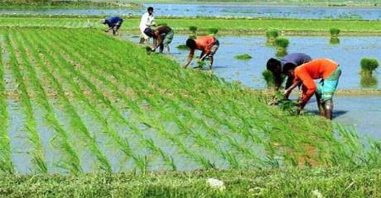 শীত ও কুয়াশা উপেক্ষা করে ইরি বোরো রোপণে ব্যস্ত কৃষকেরা